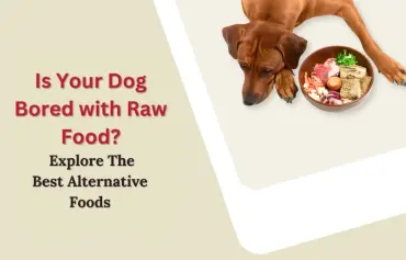 10 Alternatives To Raw Dog Food: Choose The Best One Guide